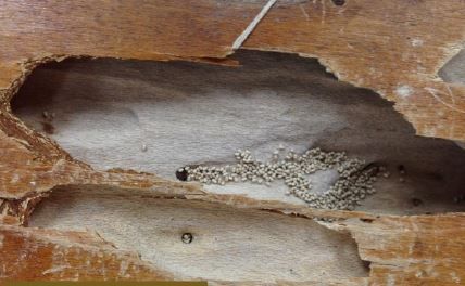 Figure 21. Drywood termite galleries are smooth, going across the grain of the wood, and can be several feet long.