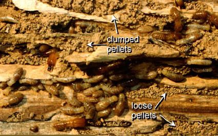 Figure 18. Evidence of dampwood termites includes a mix of clumped and loose fecal pellets.