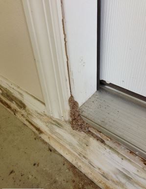 Figure 30. Subterranean termite mud tube at garage door baseboard and door frame, a common entry point.