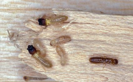 Figure 24. Example of live drywood termites. These termites are , commonly found in furniture. Worker is completely cream-colored; soldier with 