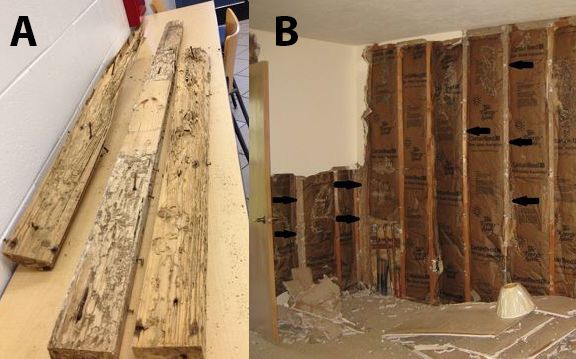 Figure 31. A) Subterranean termite damage in a room; B) Termites are blind, soft-bodied insects, so they follow guidelines, including wall studs. Arrows denote areas of prominent mud tubes.