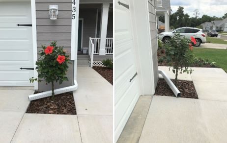 Figure 15. Improper plant placement and poor gutter placement. This newly planted hibiscus is one foot away from the home, but the branches are already almost touching the wall.