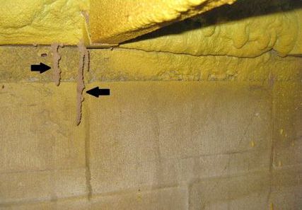 Figure 4. Arrows denote subterranean termite mud tubes emerging from behind spray foam insulation installed over floor joists in crawlspace.