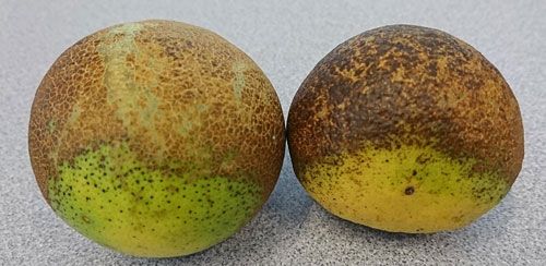 Figure 4. Russeting damage induced by Phyllocoptruta oleivora (Ashmead), on grapefruit.