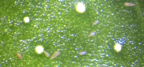 Figure 1. Adults and immatures of the citrus rust mite, Phyllocoptruta oleivora (Ashmead), on a citrus leaf.
