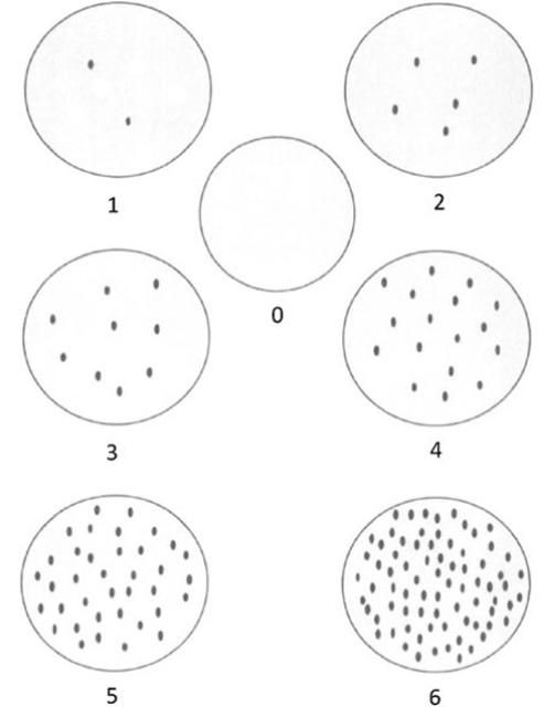 Figure 5. Standardized visual comparison key to quantify densities of Phyllocoptruta oleivora (Ashmead). The circles represent a view of the leaf surface with a 10x hand lens. The small black spots represent Phyllocoptruta oleivora. The coded values are based on the Horsfall-Barratt system.