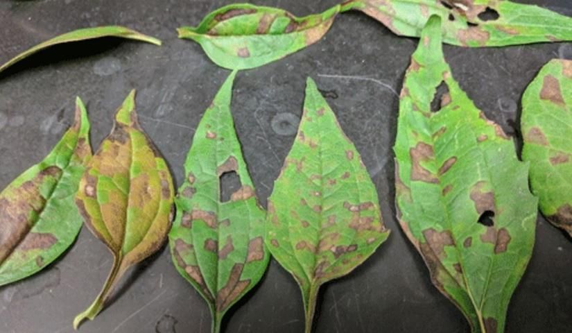 Foliar nematodes cause vein-delimited discoloration, such as the geometric lesions on these echinacea leaves.