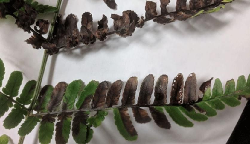 On ferns, foliar nematodes can cause lesions confined to individual pinnae or lobes of pinnae.