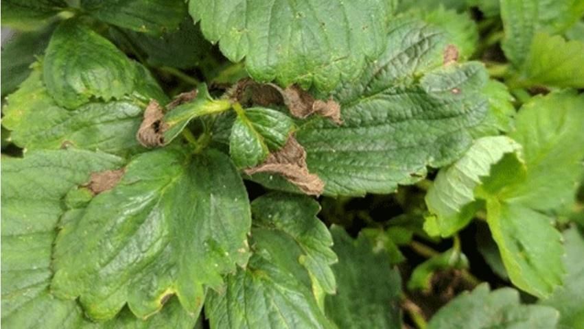 Strawberry leaf crimp caused by Aphelenchoides besseyi.