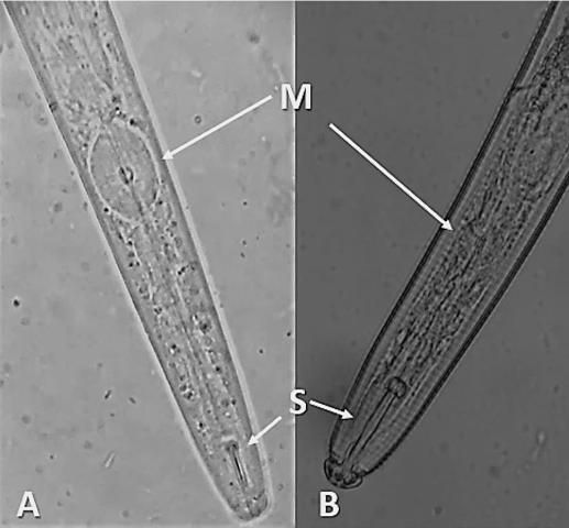 Anterior of an aphelenchid nematode, Aphelenchoides pseudobesseyi (A) and a tylenchid nematode, Hoplolaimus sp. (B). The median bulb (M) of aphelenchids are larger and more square-shaped than those of tylenchids. The stylet (S) of aphelenchids and other fungivores tend to be smaller than those of most obligate plant-parasites. 