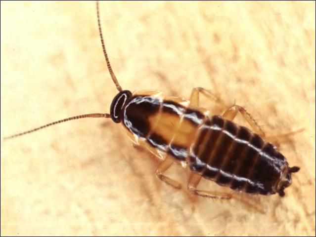 Figure 4. Third instar nymph of German cockroach Blattella germanica (Linnaeus).