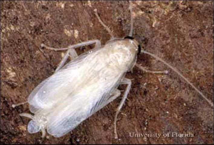 Figure 5. Newly molted adult German cockroach, Blattella germanica (Linnaeus). Within a few hours the cuticle will harden and darken.