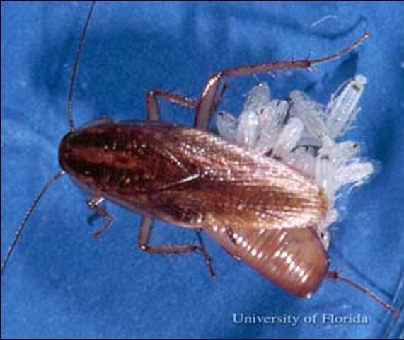 Figure 2. First instar nymphs emerging from the oothecae (egg case) of a German cockroach, Blattella germanica (Linnaeus).