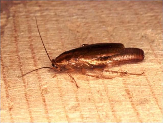 Figure 1. Adult female German cockroach, Blattella germanica, with ootheca