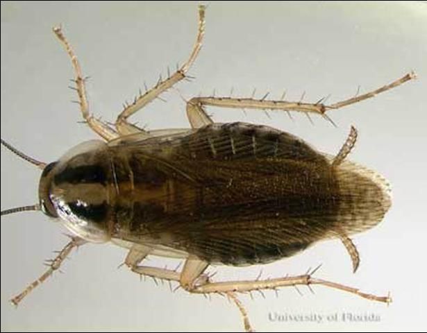 Figure 7. Adult female German cockroach, Blattella germanica (Linnaeus).