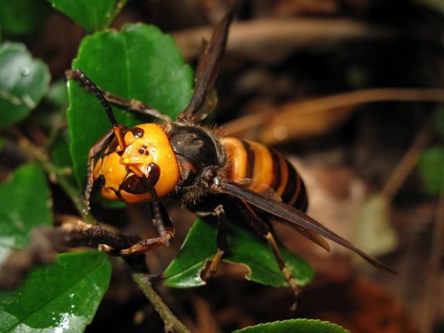 Figure 6. Honey bees defensively “balling” an Asian giant hornet.