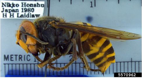 Figure 6. Honey bees defensively “balling” an Asian giant hornet.