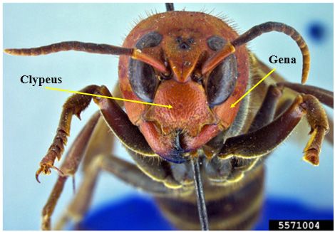 Figure 6. Honey bees defensively “balling” an Asian giant hornet.
