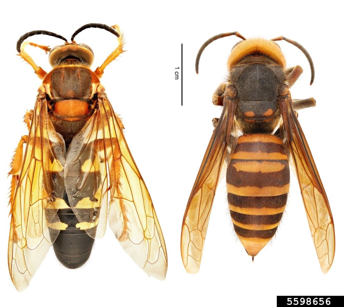 Eastern cicada killer (left) and northern giant hornet (Right).