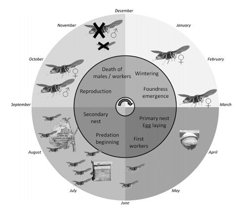 Figure 10. Life cycle of Vespa velutina (Lepeletier) in France.