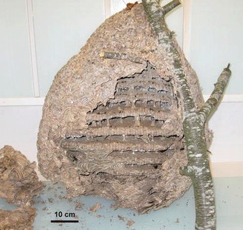 Figure 9. Secondary nest of Vespa velutina (Lepeletier).