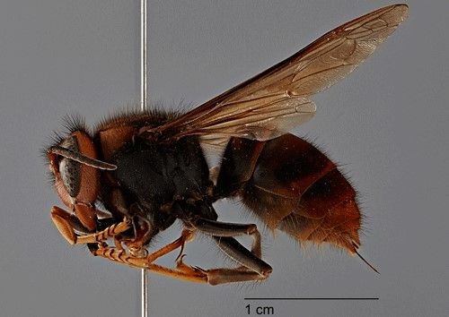Figure 4. Adult female Vespa velutina (Lepeletier), dorsal view.