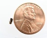 Figure 2. Adult ambrosia beetle left of penny.