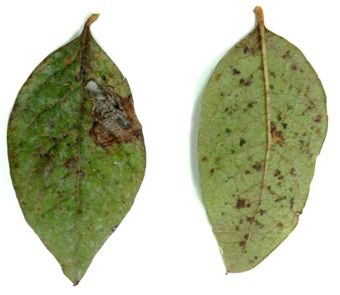Figure 5. Necrotic brown spots on blueberry leaves caused by false spider mites or flat mites.