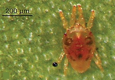 Figure 2. Female adult flat mite.