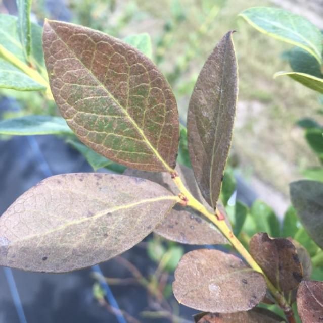 Figure 4. Characteristic bronze-colored blueberry leaves associated with southern red mite damage.