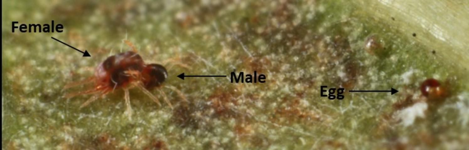 Figure 1. Southern red mite adult female and male mating, and one egg.