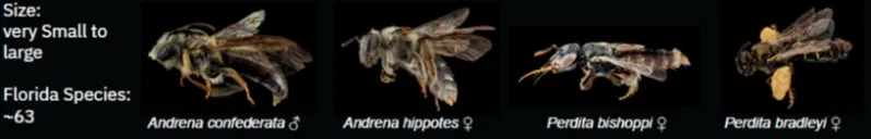 Mining bees from left to right: Andrena confederata ?, Andrena hippotes ?, Perdita bishoppi ?, Perdita bradleyi ?