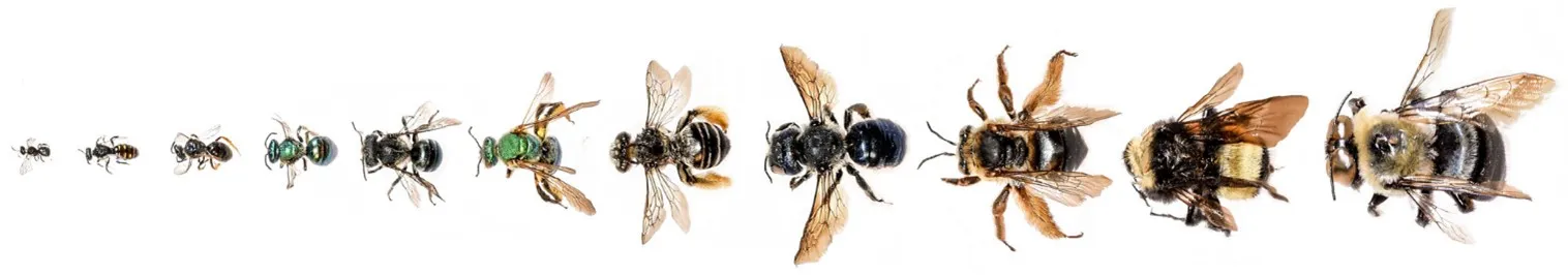 bee sizes range from very small to very large