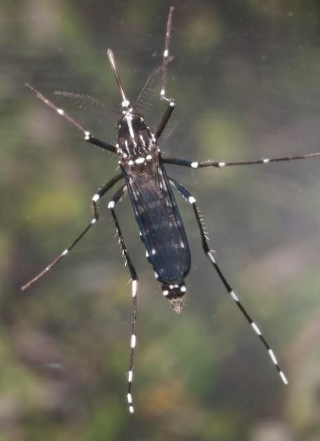 Figure 2. Adult female Asian tiger mosquito, Aedes albopictus.