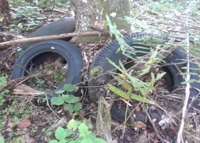 Figure 4. Discarded tires, which are a popular habitat of immature container mosquitoes.