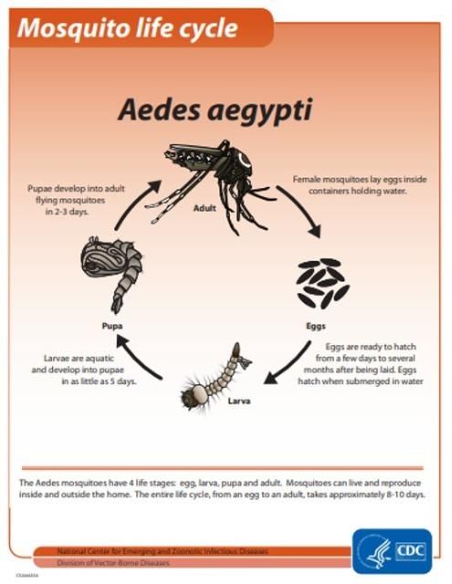 Figure 3. Life cycle for container mosquitoes like Aedes aegypti.
