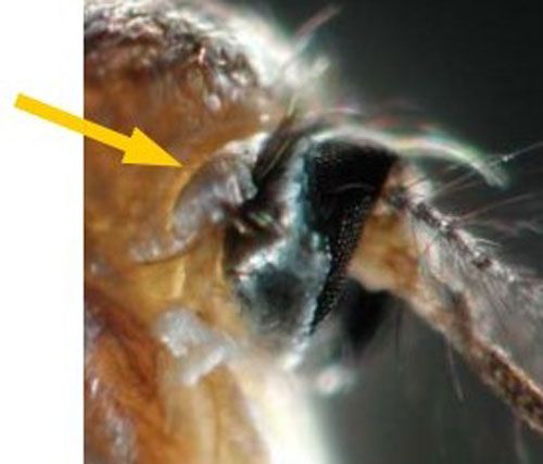 Figure 11. Arrow pointing to the silvery-white scales on the antepronotum, a lobed structure just behind head of adult mosquito, which are distinctive to Wyeomyia vanduzeei.