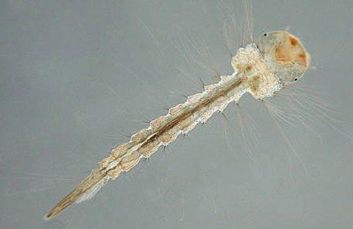 Figure 7. Wyeomyia vanduzeei larva.