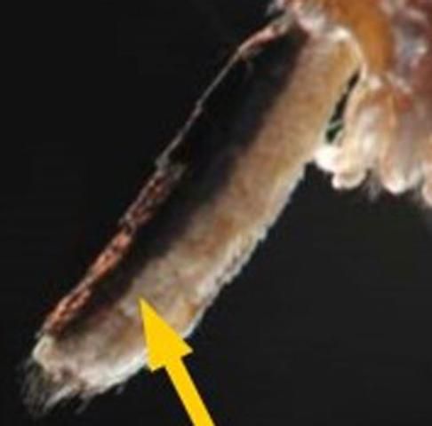 Figure 10. Yellow arrow pointing to the line running lengthwise down the side of the abdomen separating dark scales on the top of the abdomen and light scales on the underside of the abdomen in Wyeomyia mosquitoes.