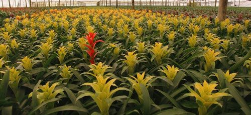 Figure 6. Bromeliads inside a greenhouse, where Wyeomyia vanduzeei can be found outside of its native range of central and southern Florida.