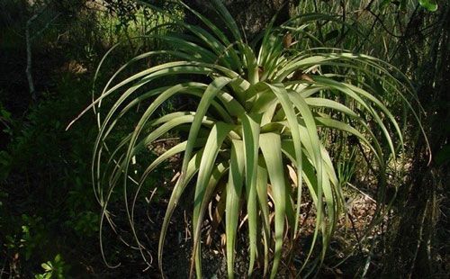 Figure 2. The spreading airplant, Tillandsia utriculata, is a bromeliad native to Florida and the preferred native nursery plant for Wyeomyia vanduzeei.