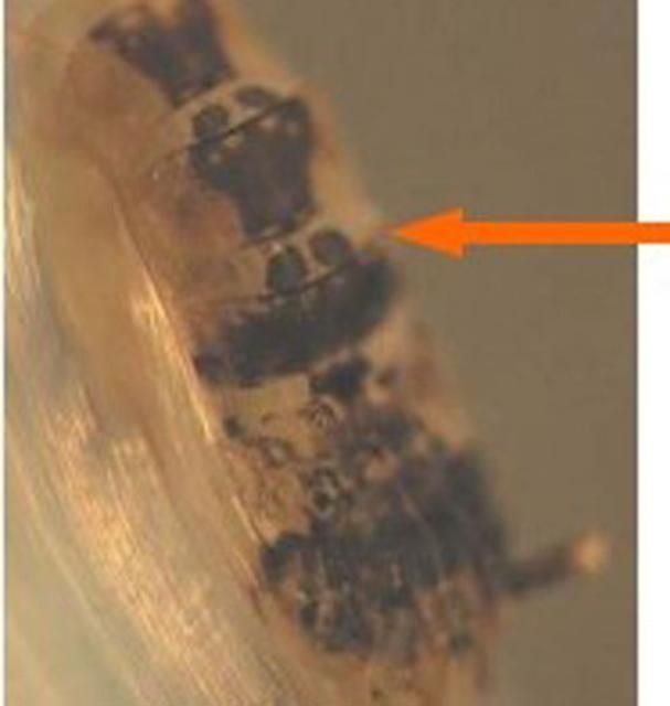 Figure 9. Dorsal view of Wyeomyia vanduzeei pupa with arrow pointing to circular pigmented areas on second abdominal segment.