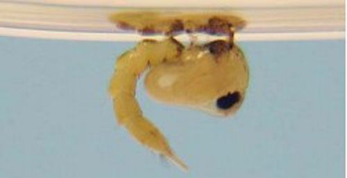 Figure 8. Wyeomyia vanduzeei pupa.