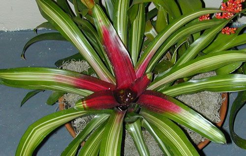 Figure 3. Exotic bromeliad plant with water-filled tank and leaf axils, the habitat for immature Wyeomyia vanduzeei.