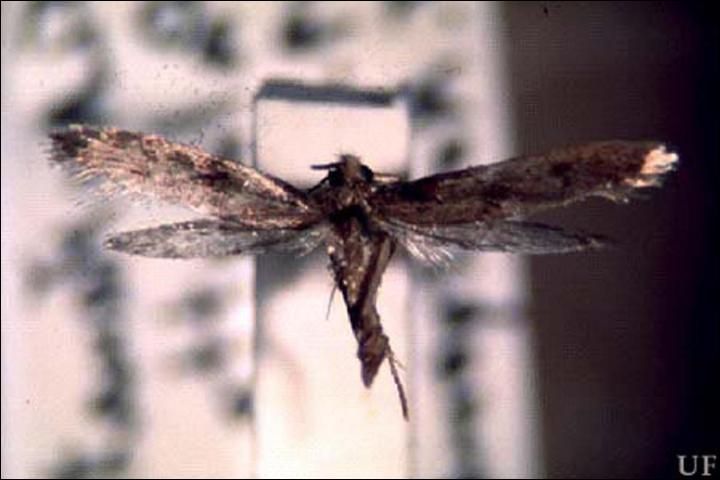 Figure 5. Adult male household casebearer, Phereoeca uterella Walsingham.