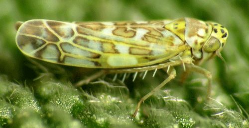 Figure 1. Adult Ligurian leafhopper, Eupteryx decemnotata (Rey).