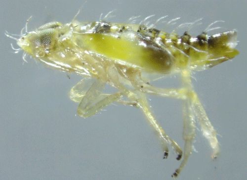 Figure 3. Lateral view of a Ligurian leafhopper (Eupteryx decemnotata (Rey)) nymph, from Rome, Italy.