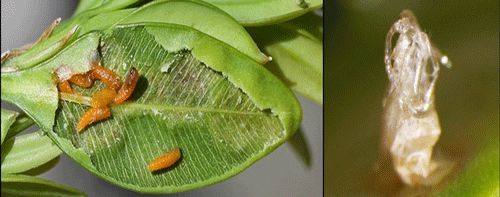 Figure 4. (Left) Boxwood leafminer, Monarthropalpus flavus (Schrank), pupae exposed after removing external leaf layer. (Right) Pupal exuviae (empty pupal case) of emerged boxwood leafminer, Monarthropalpus flavus (Schrank).