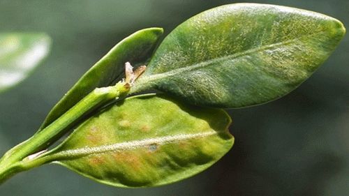 Figure 5. Boxwood leafminer, Monarthropalpus flavus (Schrank), mines and blisters along the upper and lower surfaces of leaves, respectively.