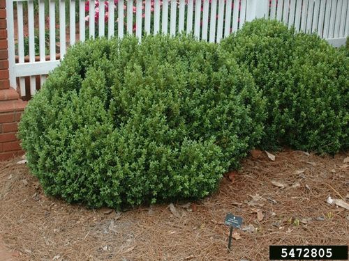 Figure 1. Hedged Buxus sp. shrubs in a residential landscape.
